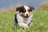 BERGER AUSTRALIEN PUPPIES 099